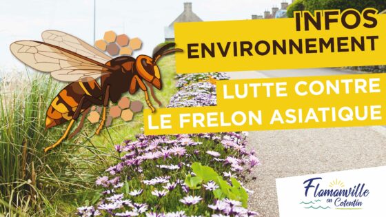 INFOS ENVIRONNEMENT | Frelon Asiatique