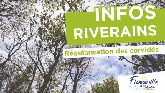 INFOS RIVERAINS | Régularisation des corvidés