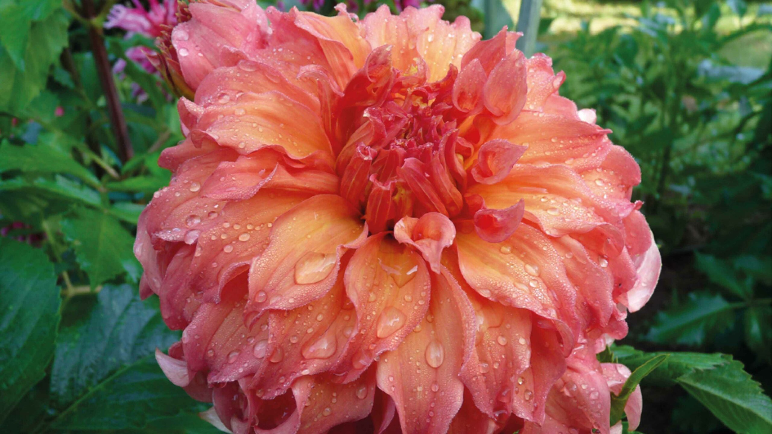 Le Jardin des Dahlias face au manque d’eau